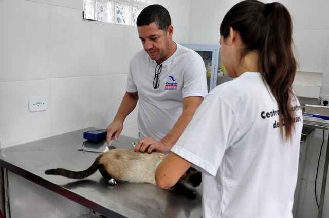 Prefeitura de Caraguatatuba encaminha 269 animais para castração gratuita (Fotos: Luis Gava/PMC)
