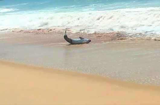FAKE NEWS: Instituto Argonauta desmente aparecimento de tubarão na Praia Massaguaçu FAKE NEWS: Instituto Argonauta desmente aparecimento de tubarão na Praia Massaguaçu