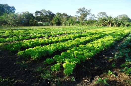 Inscrições abertas para 5ª Oficina da Agricultura Familiar Inscrições abertas para 5ª Oficina da Agricultura Familiar