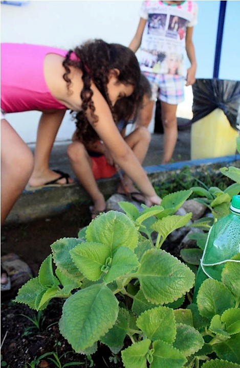Projeto de horta escolar será ampliado nas escolas de Caraguatatuba