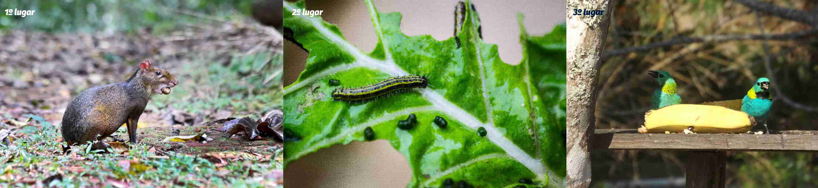 1º, 2º e 3º lugar na categoria: Vida Animal ou Vegetal