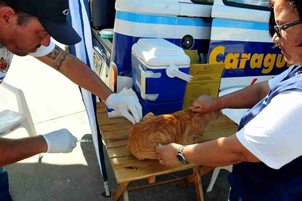 Caraguatatuba inicia campanha de vacinação antirrábica nesta segunda-feira (31/07)