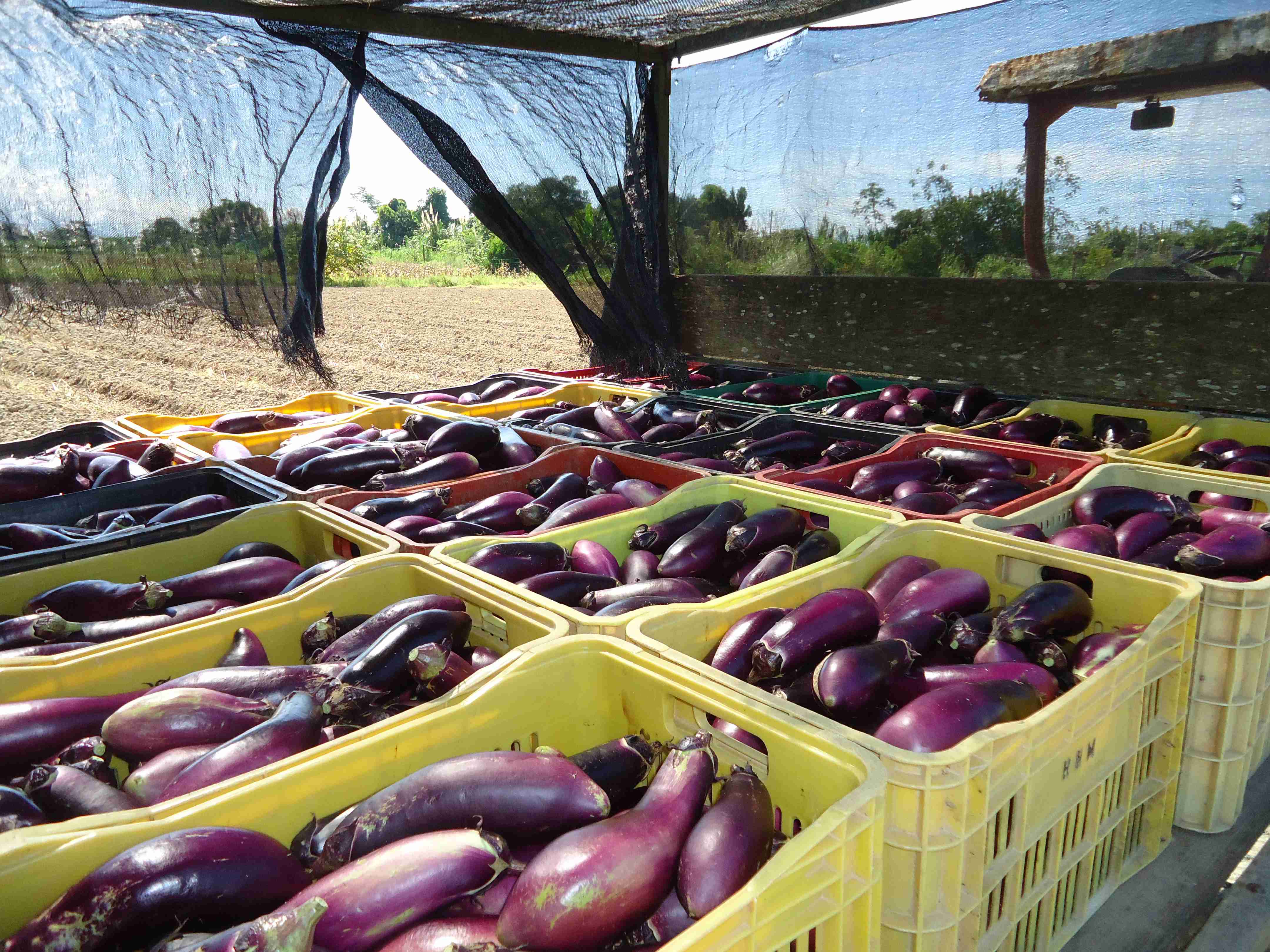 Prefeitura promove oficinas para o setor agrícola