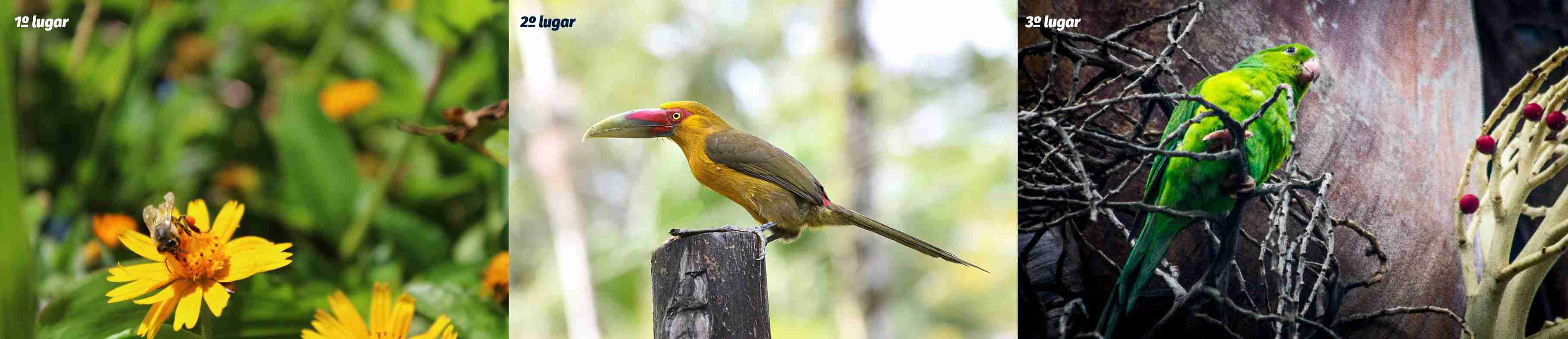 1º, 2º e 3º lugar na categoria: Vida Animal ou Vegetal