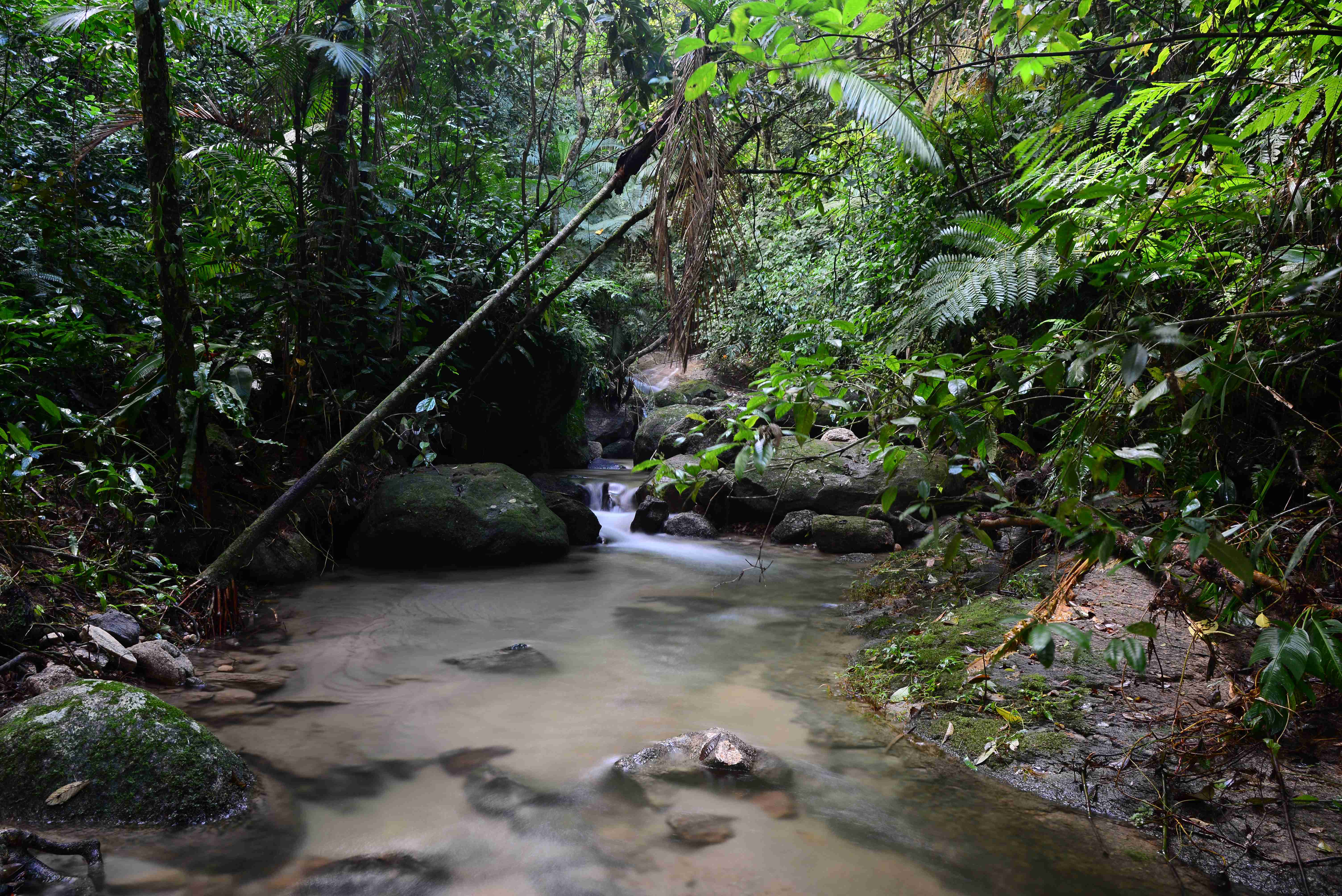 Trilhas históricas marcam os 40 anos do Parque Estadual Serra do Mar em Caraguatatuba 