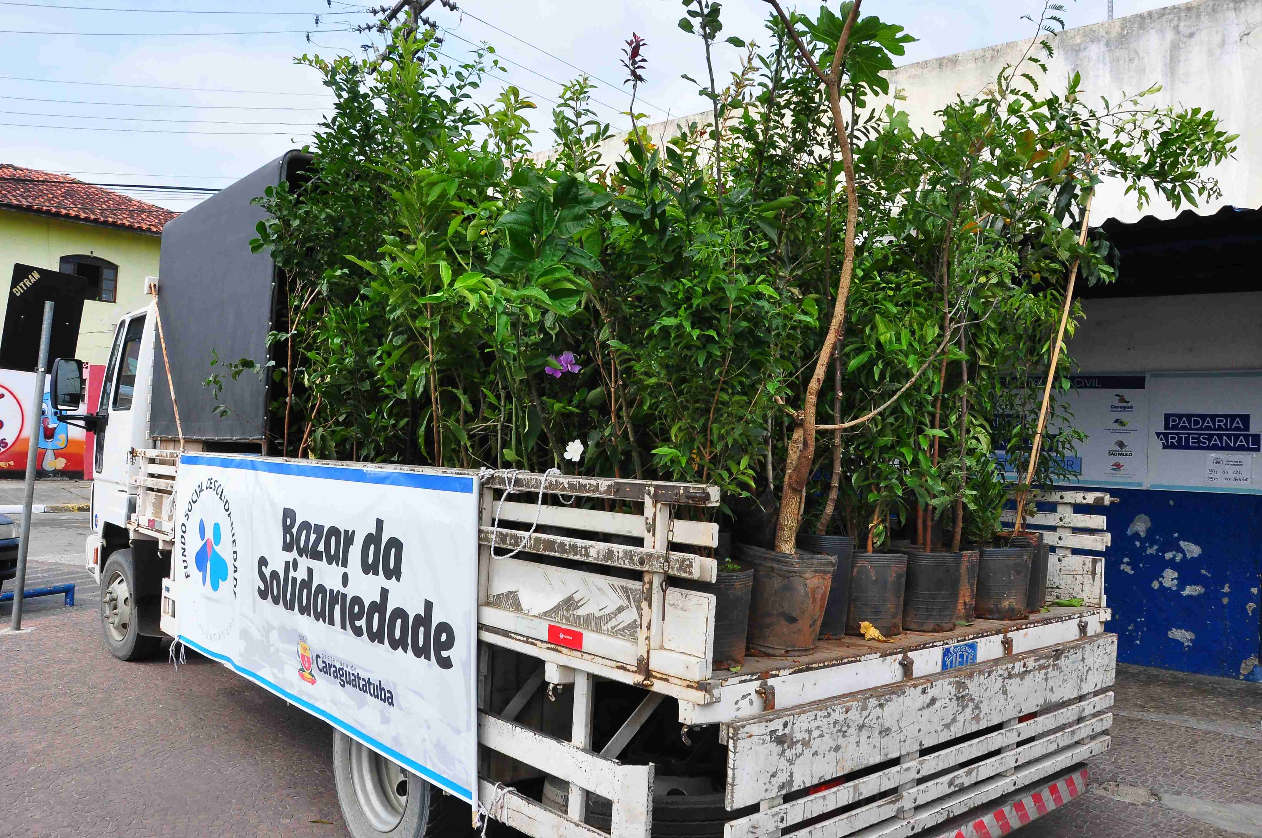 Fundo Social promove bazar de mudas de árvores na Praça do Massaguaçu e no Travessão nesta terça-feira (19)