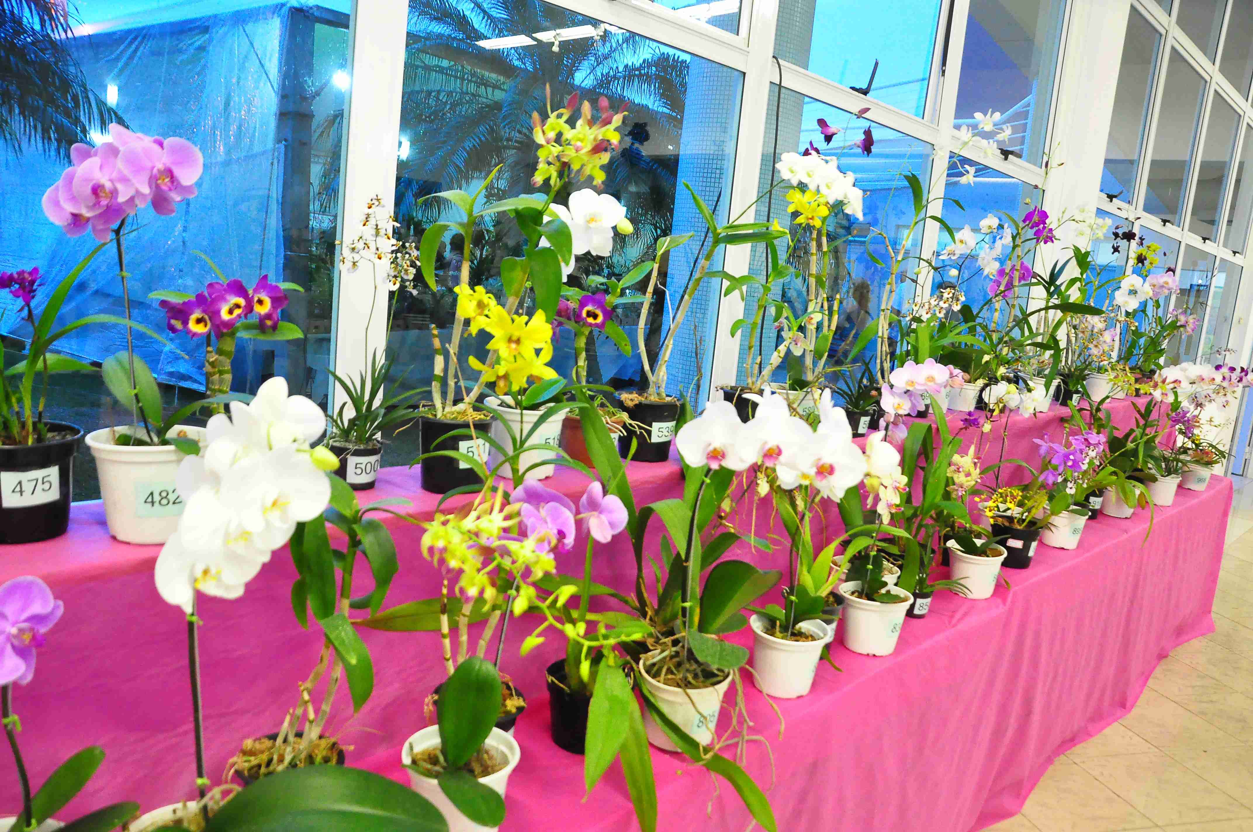 Exposição de Orquídeas reúne mais de mil pessoas no Teatro Mário Covas em três dias de evento