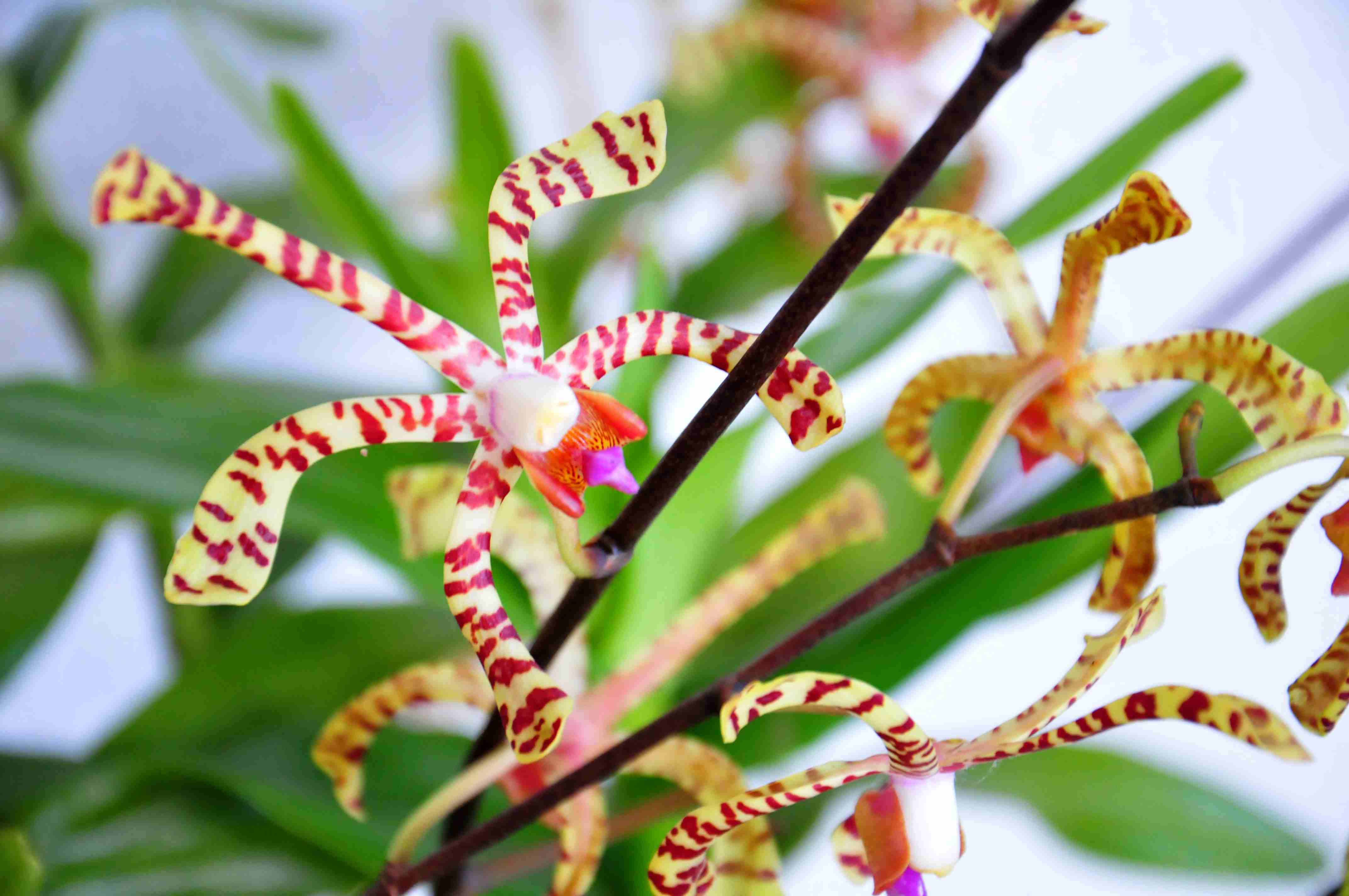 39ª Exposição de Orquídeas acontece no feriado prolongado em Caraguatatuba
