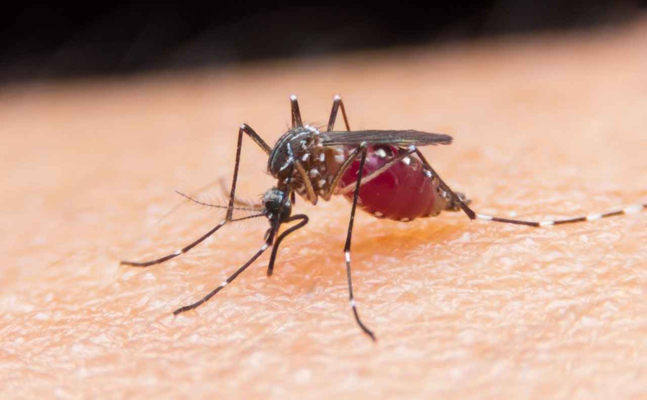 malária_mosquito
