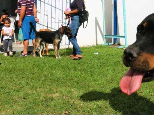 castração de cães e gatos