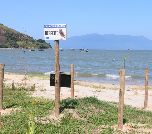 Projeto Toca das Corujas visa proteger e preservar os animais que habitam a orla das praias