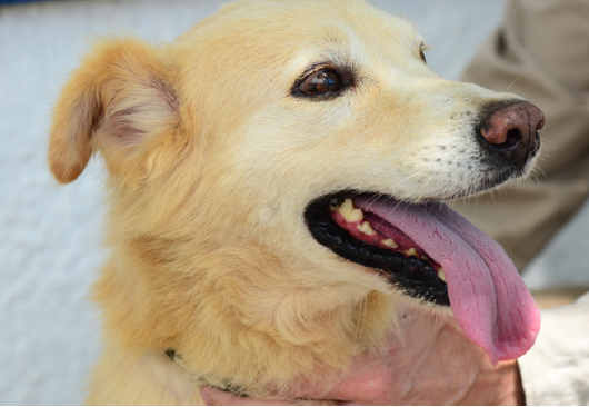 CCZ disponibiliza 40 vagas para castração de cães e gatos neste sábado (27/04)