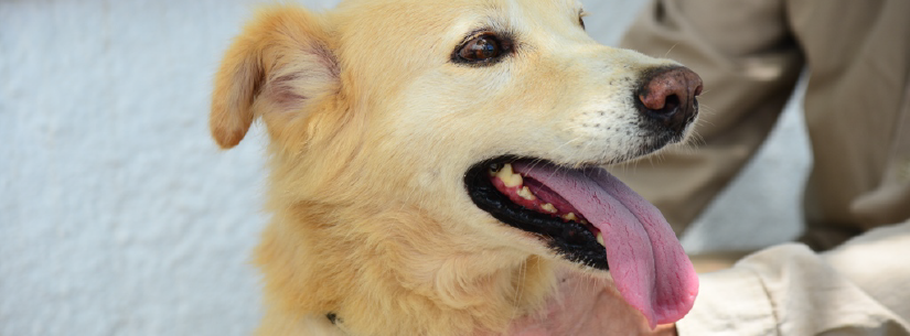 CCZ disponibiliza 40 vagas para castração de cães e gatos neste sábado (27/04)