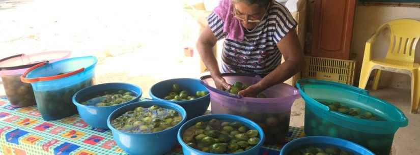 Produtores rurais realizam primeiro teste com despolpadeira