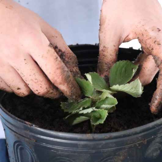 Prefeitura promove workshop sobre cultivo de morangos para alunos da rede municipal de ensino