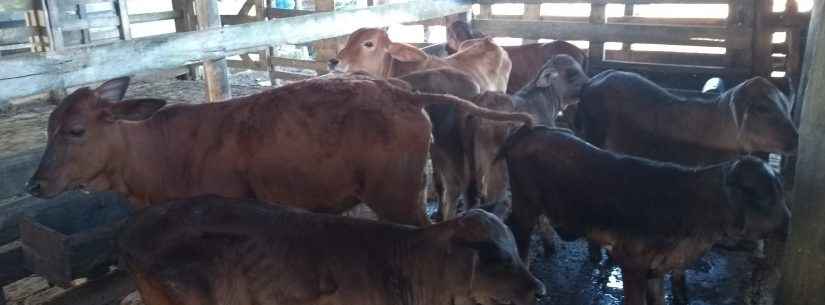 Prefeitura inicia campanha de vacinação contra brucelose bovina