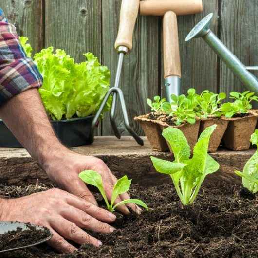 Curso gratuito de Hortas e Temperos tem inscrições abertas para toda a comunidade