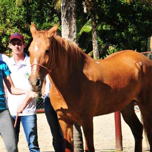 Acalento promove atividade prática com cavalos em comemoração ao Dia Nacional da Equoterapia