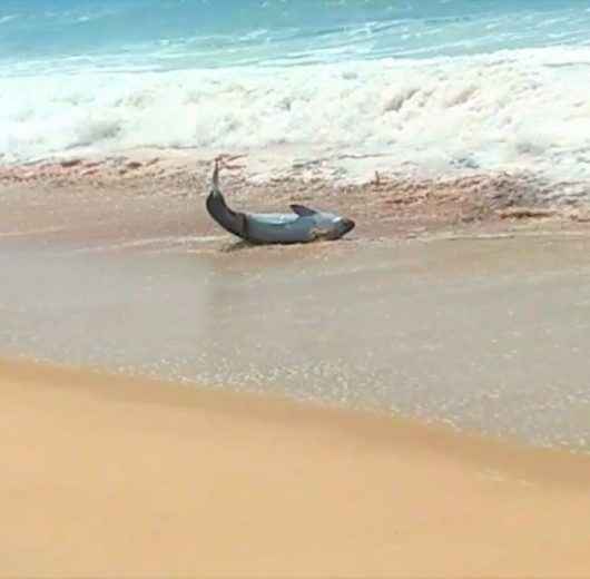 FAKE NEWS: Instituto Argonauta desmente aparecimento de tubarão na Praia Massaguaçu