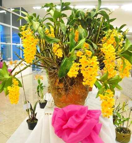 Caraguatatuba abre na sexta-feira a 41ª Exposição de Orquídeas – Prefeitura  de Caraguatatuba