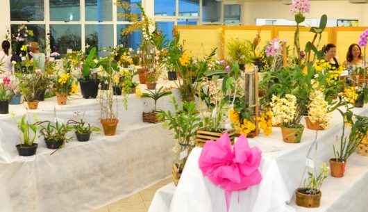 Caraguatatuba abre na sexta-feira a 41ª Exposição de Orquídeas