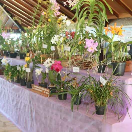 Exposição de Orquídeas reúne cerca de 3 mil visitantes