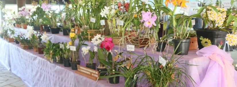 Exposição de Orquídeas reúne cerca de 3 mil visitantes