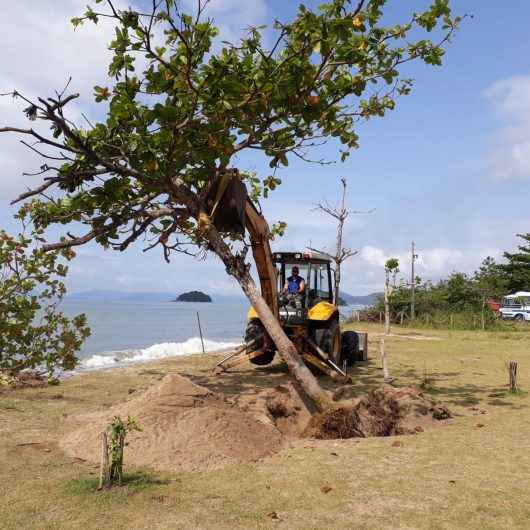 Árvores são replantadas após ressaca da maré na Praia da Mococa