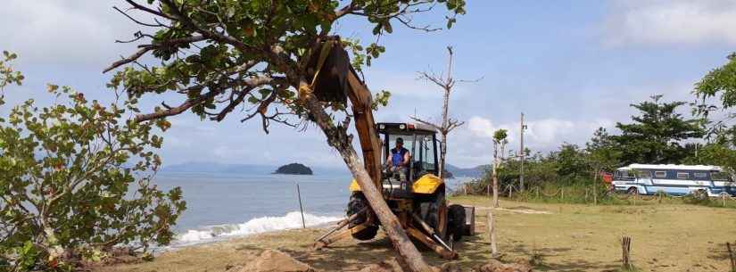 Árvores são replantadas após ressaca da maré na Praia da Mococa