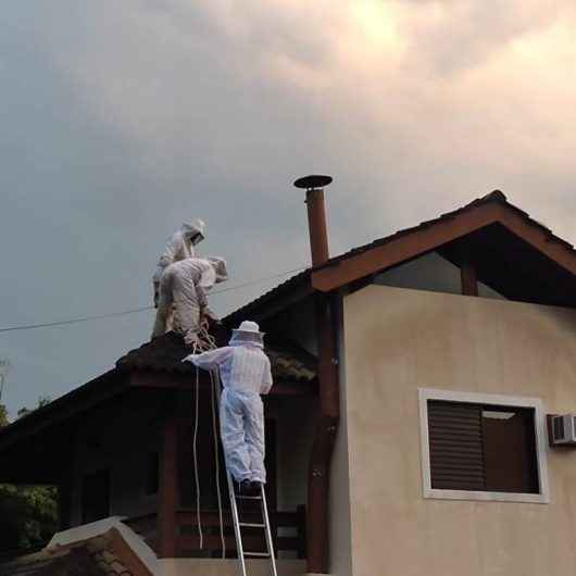 Captura de abelhas e quedas de árvores são ocorrências mais atendidas pela Defesa Civil de Caraguatatuba