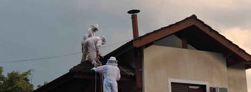 Captura de abelhas e quedas de árvores são ocorrências mais atendidas pela Defesa Civil de Caraguatatuba