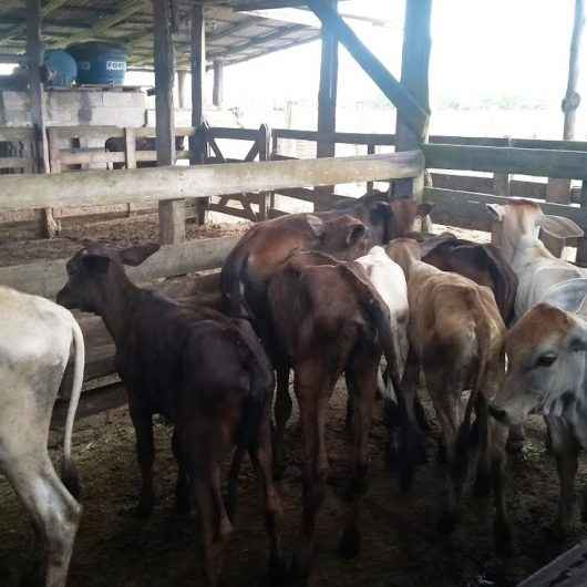 Caraguatatuba encerra campanha de vacinação contra brucelose bovina