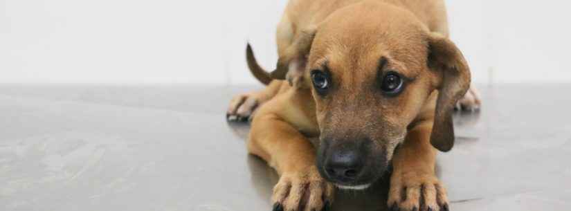 CCZ disponibiliza 35 vagas para castração de cães e gatos neste sábado (21)