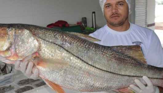 Vendas no Entreposto de Pesca do Camaroeiro crescem em média 50% após revitalização