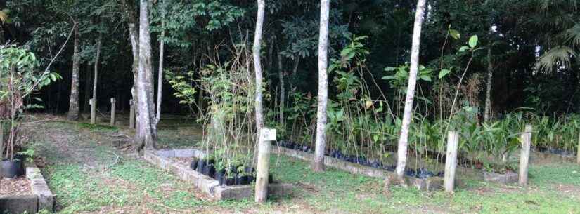 No Dia do Meio Ambiente, Caraguatatuba destaca projeto do Viveiro Municipal com plantas nativas