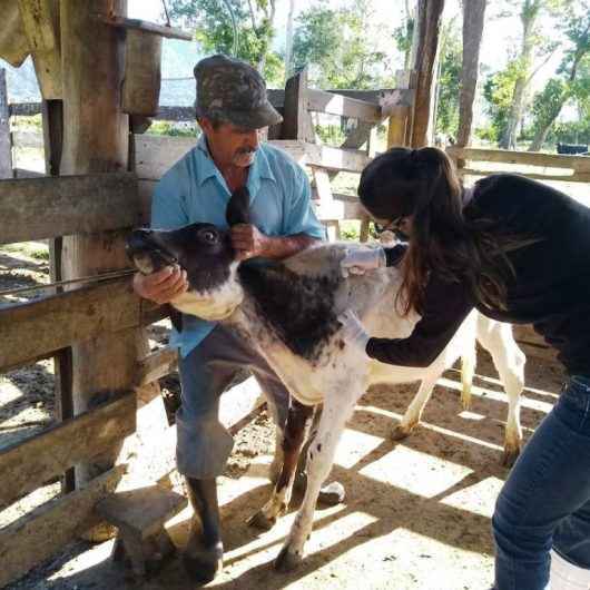 Campanha contra brucelose bovina atende cerca de 50 animais