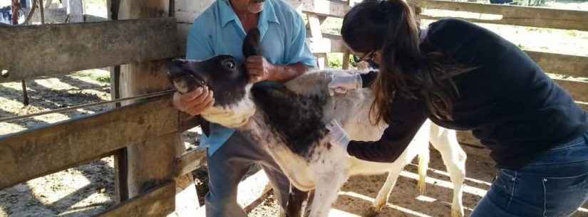 Campanha contra brucelose bovina atende cerca de 50 animais