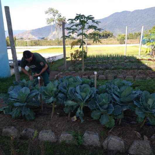 Pais e alunos recebem kit com verduras e temperos cultivados em horta educativa