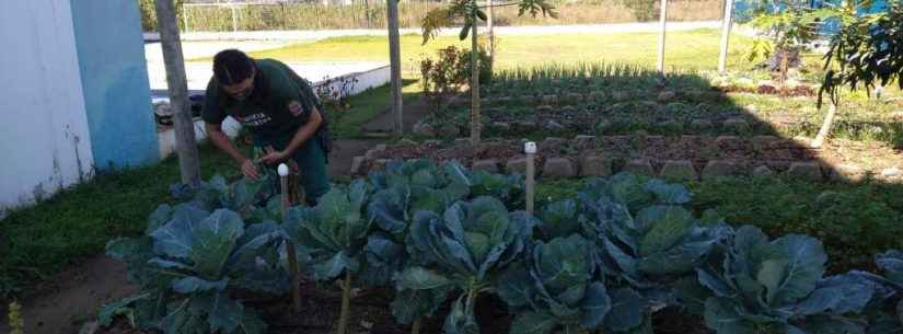 Pais e alunos recebem kit com verduras e temperos cultivados em horta educativa