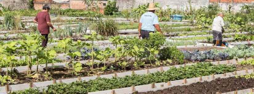 Prefeitura de Caraguatatuba cria projeto ‘Horta Comunitária no seu bairro’