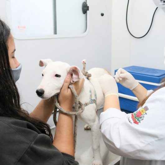 CCZ reinicia agendamento presencial para castração de cães e gatos com entrega de 20 senhas
