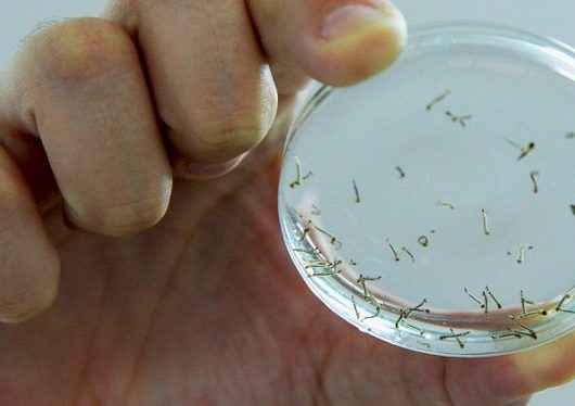 Agentes da Zoonoses fazem Avaliação de Densidade Larvária em 600 casas para controle da dengue