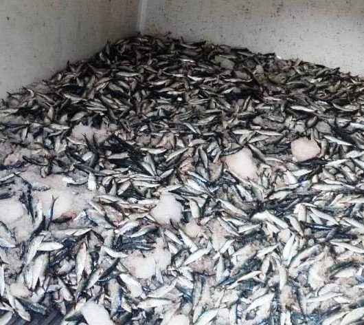 Banco de Alimentos de Caraguatatuba distribui 2,7 toneladas de peixes para entidades de assistência social