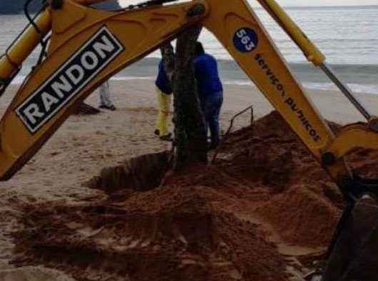 Prefeitura faz replantio de árvores atingidas pela ressaca na praia Martim de Sá