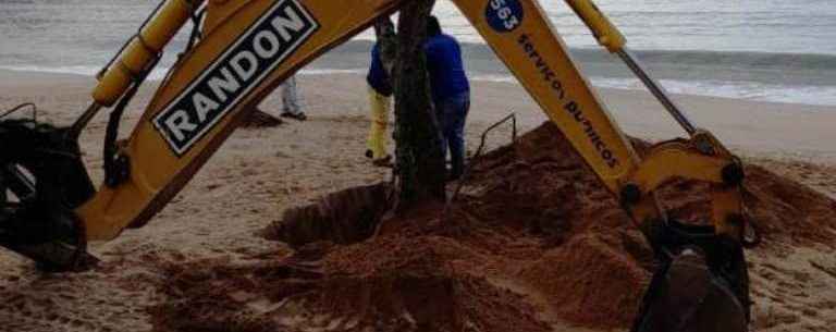 Prefeitura faz replantio de árvores atingidas pela ressaca na praia Martim de Sá