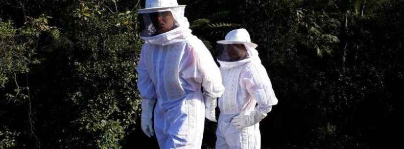 Defesa Civil: Aumenta captura de abelhas pela no mês de abril