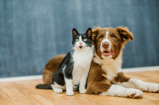 Prefeitura de Caraguatatuba prorroga por mais três meses o contrato de 12 clínicas veterinárias para castração gratuita de cães e gatos Prefeitura de Caraguatatuba prorroga por mais três meses o contrato de 12 clínicas veterinárias para castração gratuita de cães e gatos