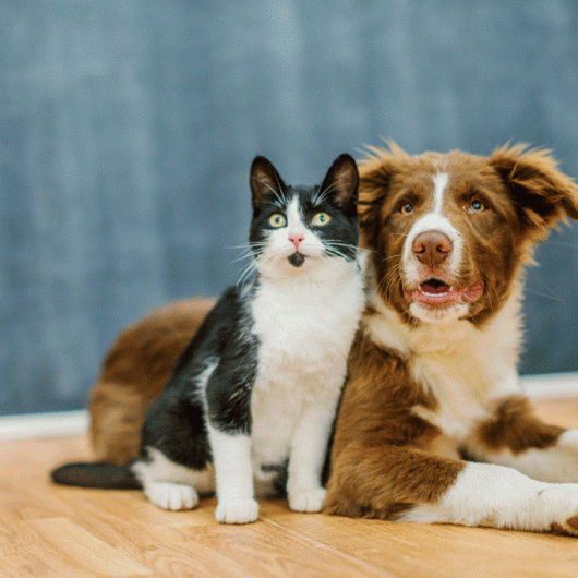 Prefeitura de Caraguatatuba prorroga por mais três meses o contrato de 12 clínicas veterinárias para castração gratuita de cães e gatos