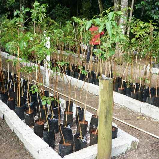 No mês do Meio Ambiente, conheça os projetos de preservação e arborização desenvolvidos em Caraguatatuba