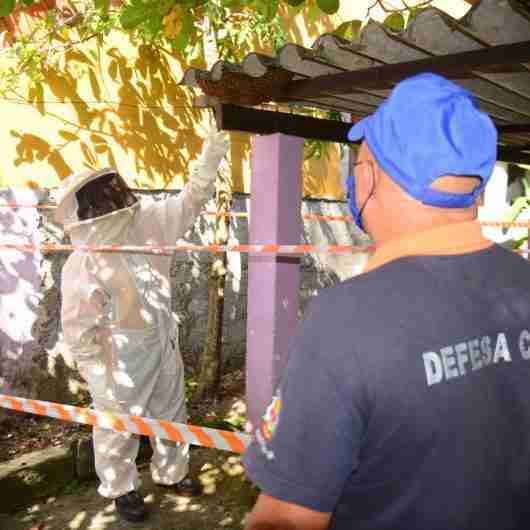 Defesa Civil volta a atender mais ocorrências de abelhas no mês de maio